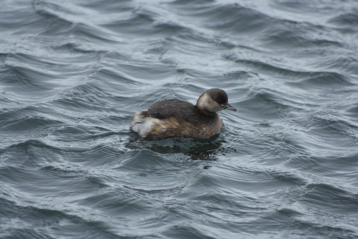 Little Grebe - ML647140743