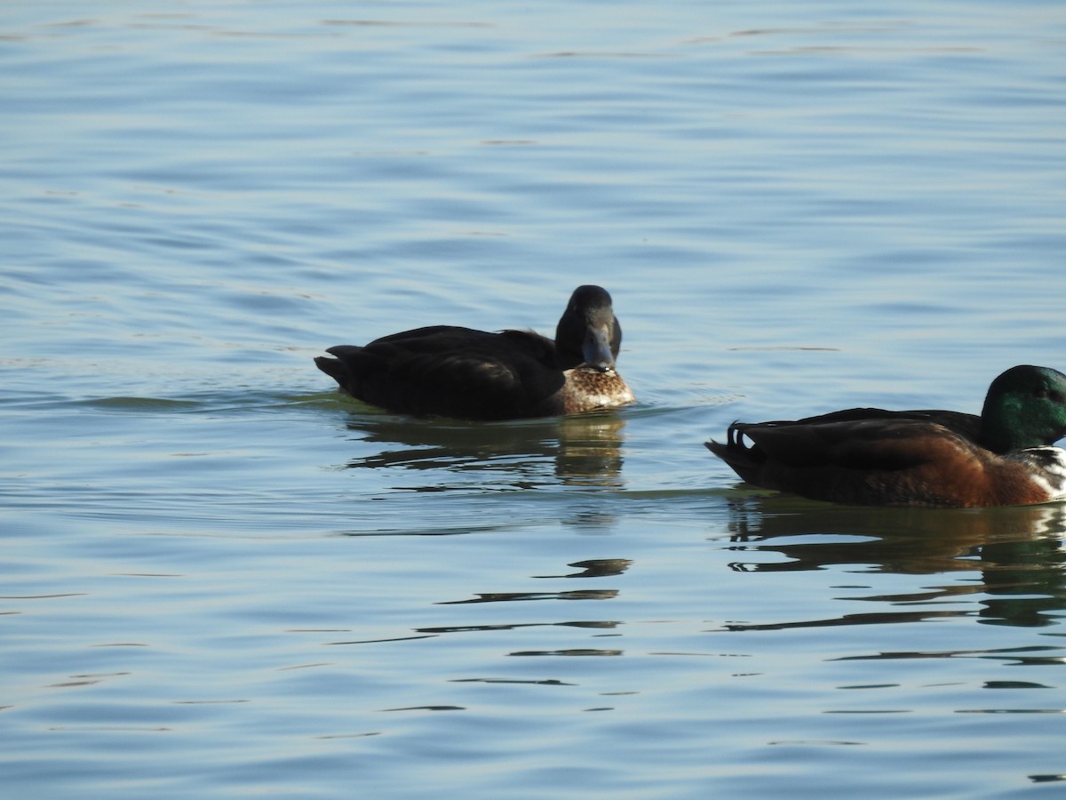 ברווז בלתי-מזוהה - ML647140747