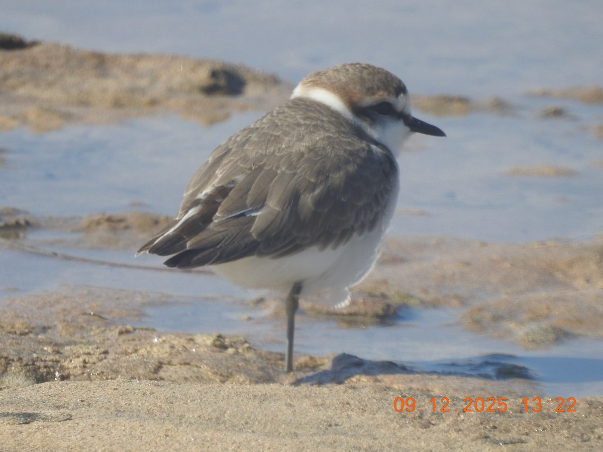 חופמי אלכסנדרי - ML647140748