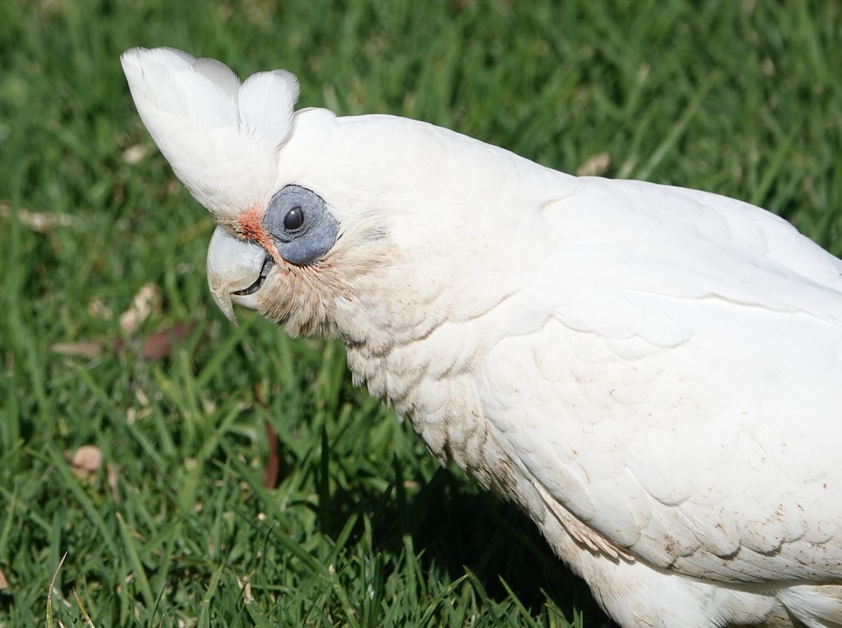Little Corella - ML647140750