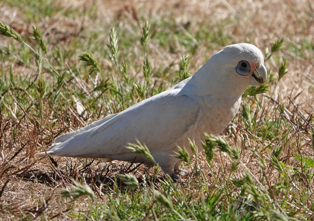 Little Corella - ML647140751