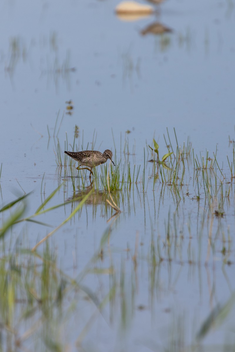 ביצנית מנומרת - ML647140752