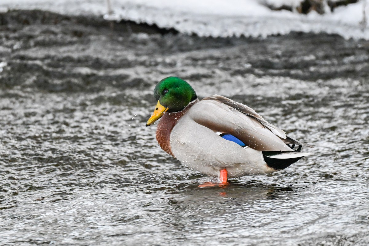 ברכיה - ML647140755