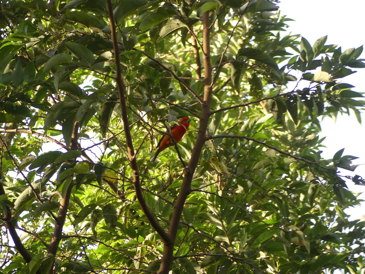 Flame-colored Tanager - ML647140756