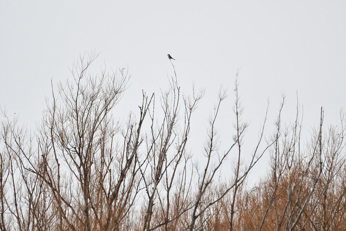 חנקן צפוני - ML647140760