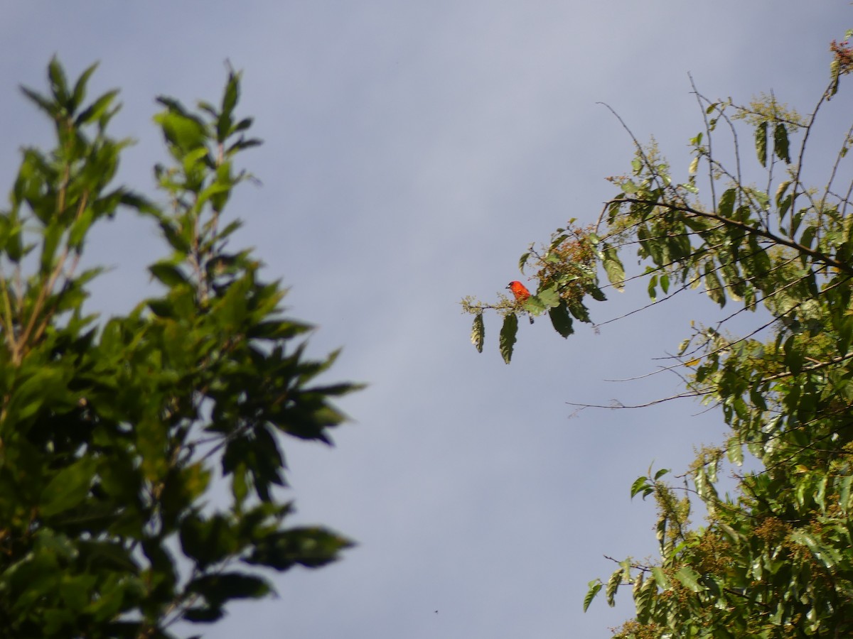 White-winged Tanager - ML647140766