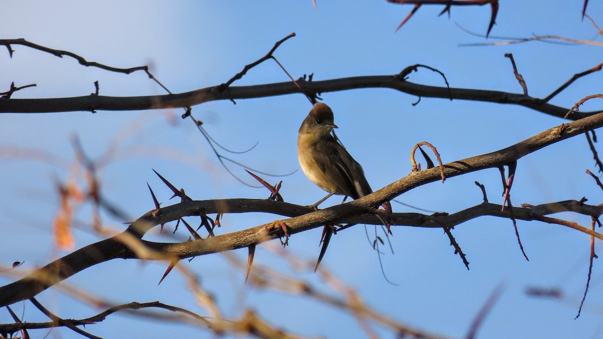 סבכי שחור-כיפה - ML647140767