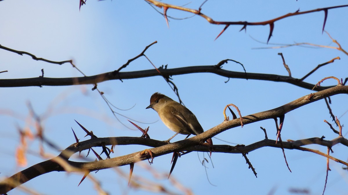 סבכי שחור-כיפה - ML647140768