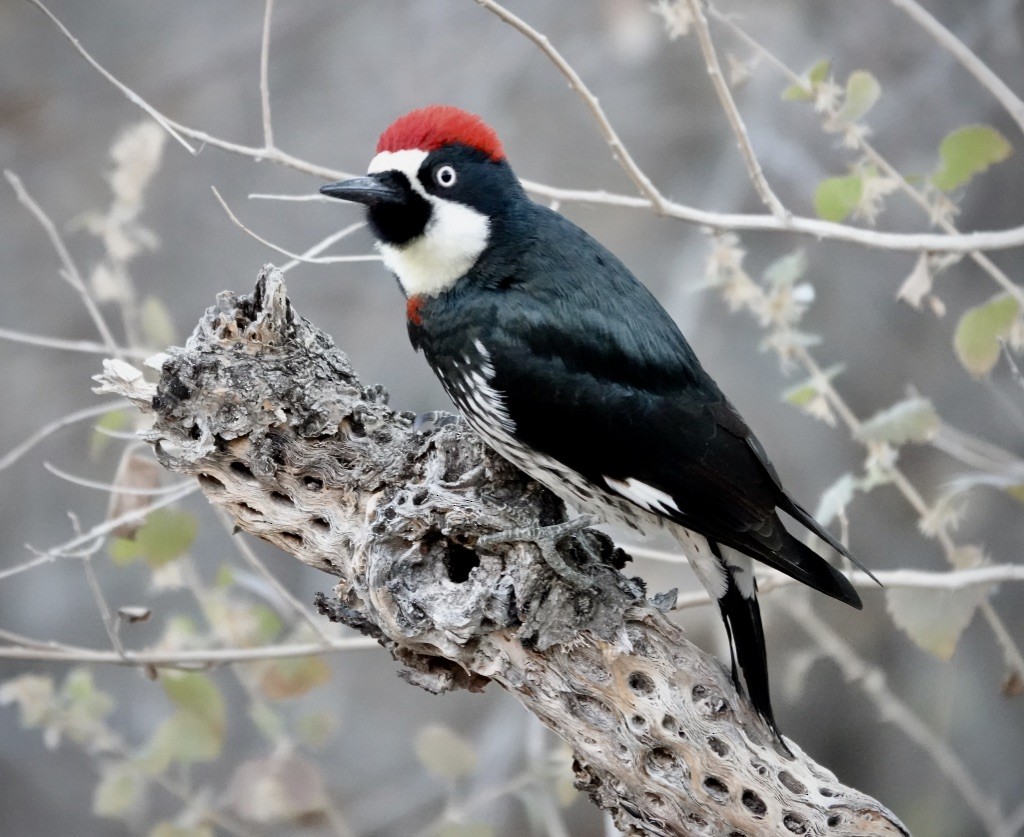 Acorn Woodpecker (Acorn) - ML647140769