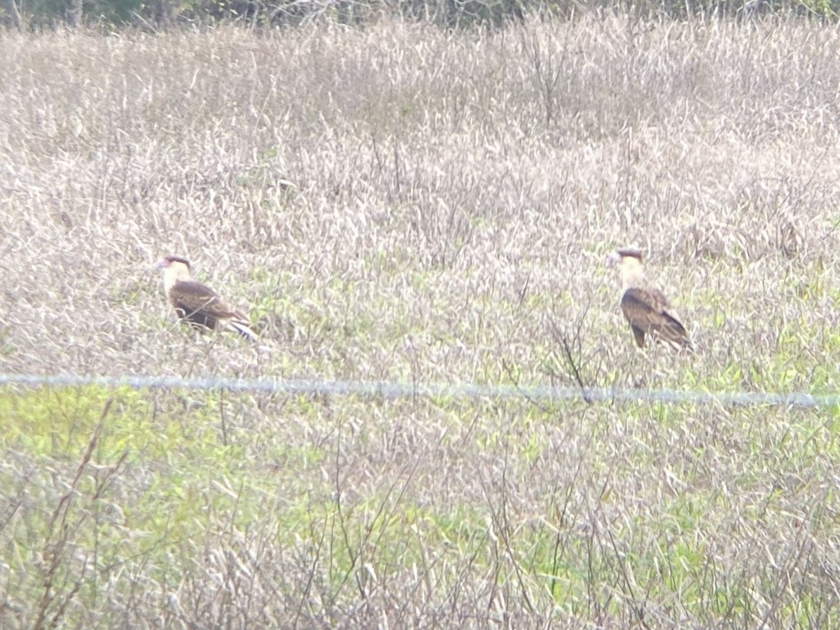 Crested Caracara - ML647140772