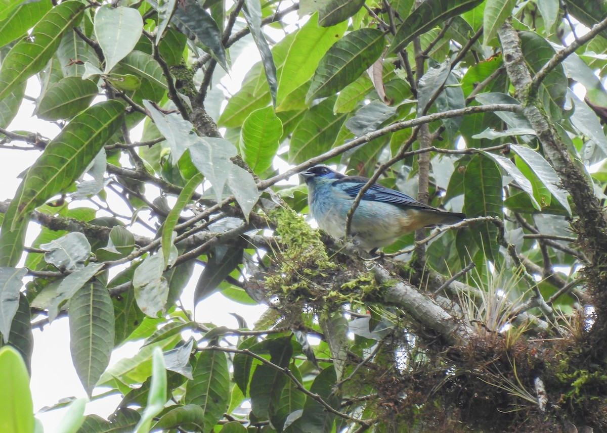tanager sp. (Thraupidae sp.) - ML647140773