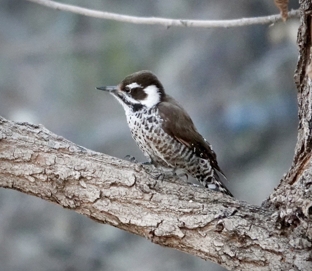 Arizona Woodpecker - ML647140776