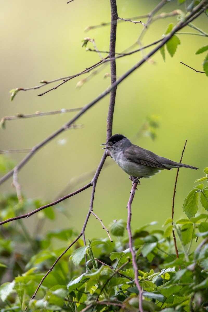 סבכי שחור-כיפה - ML647140778