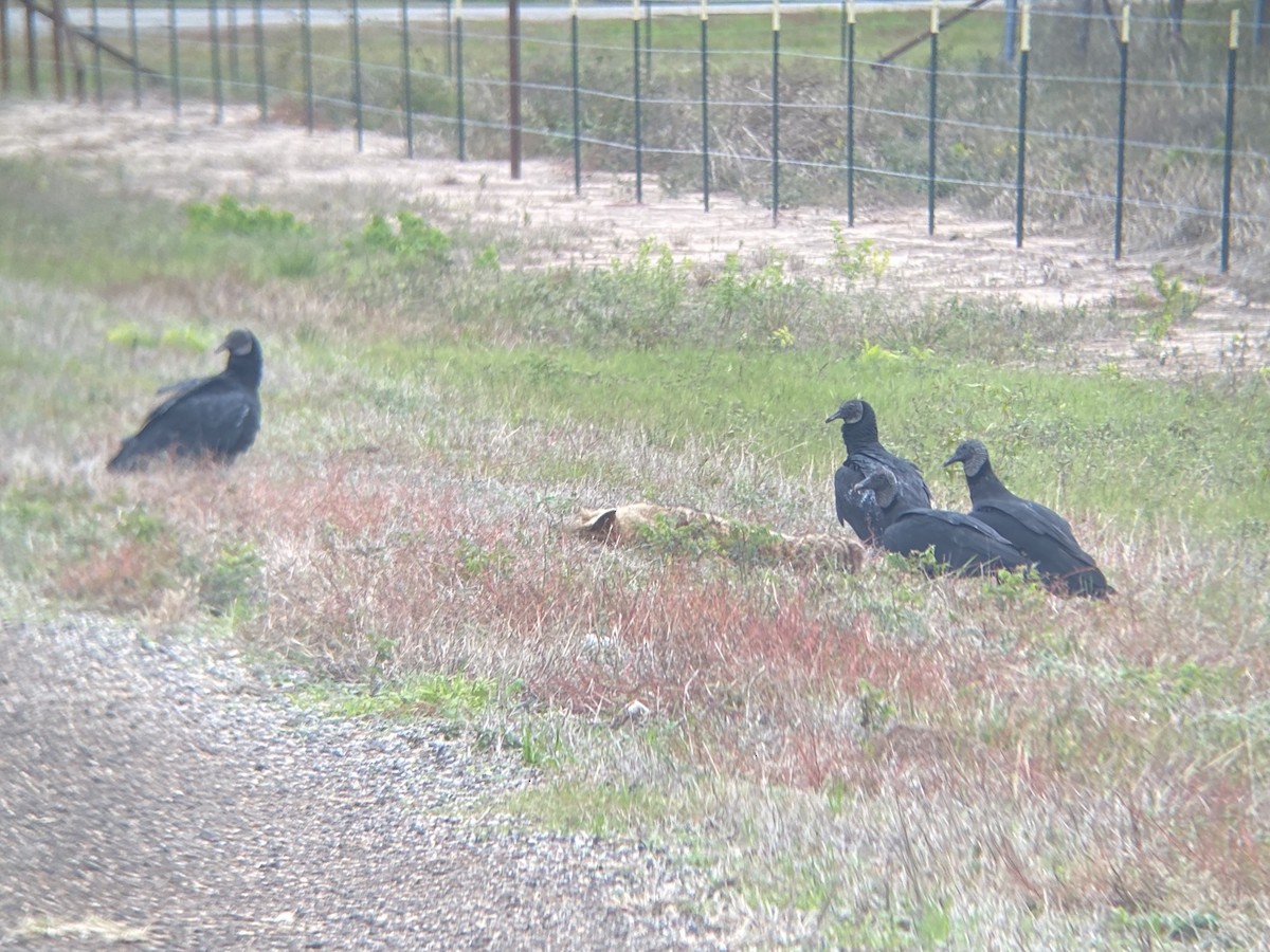 Black Vulture - ML647140780