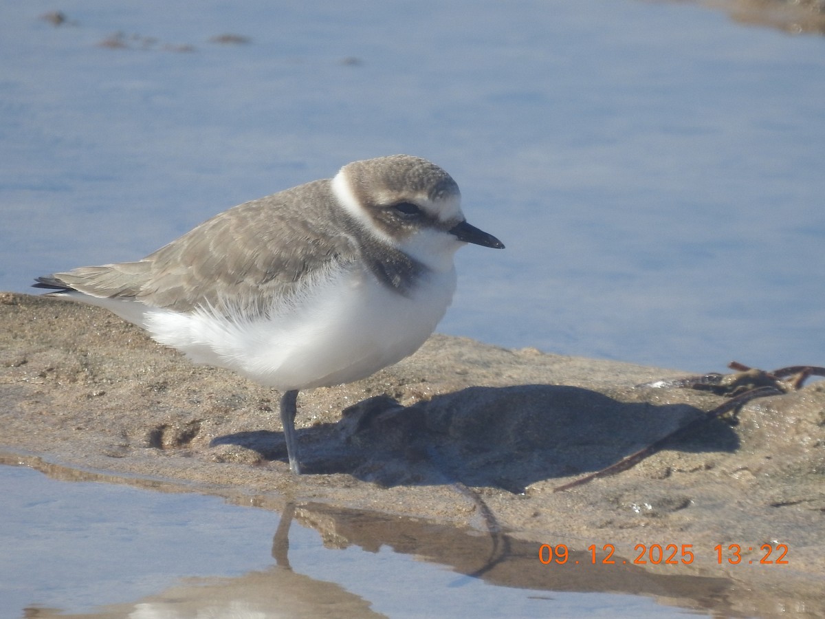 חופמי אלכסנדרי - ML647140781