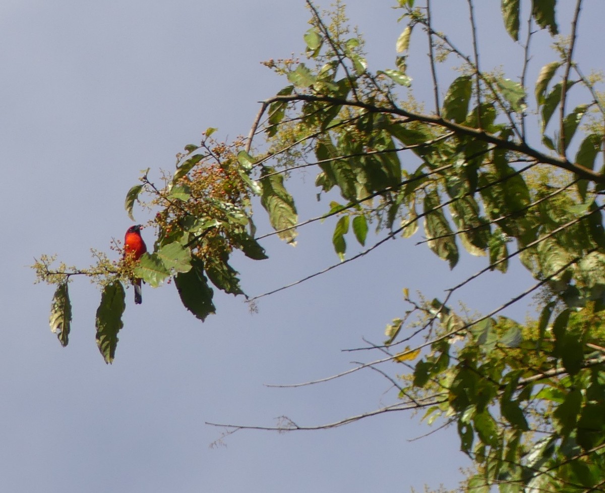 White-winged Tanager - ML647140782