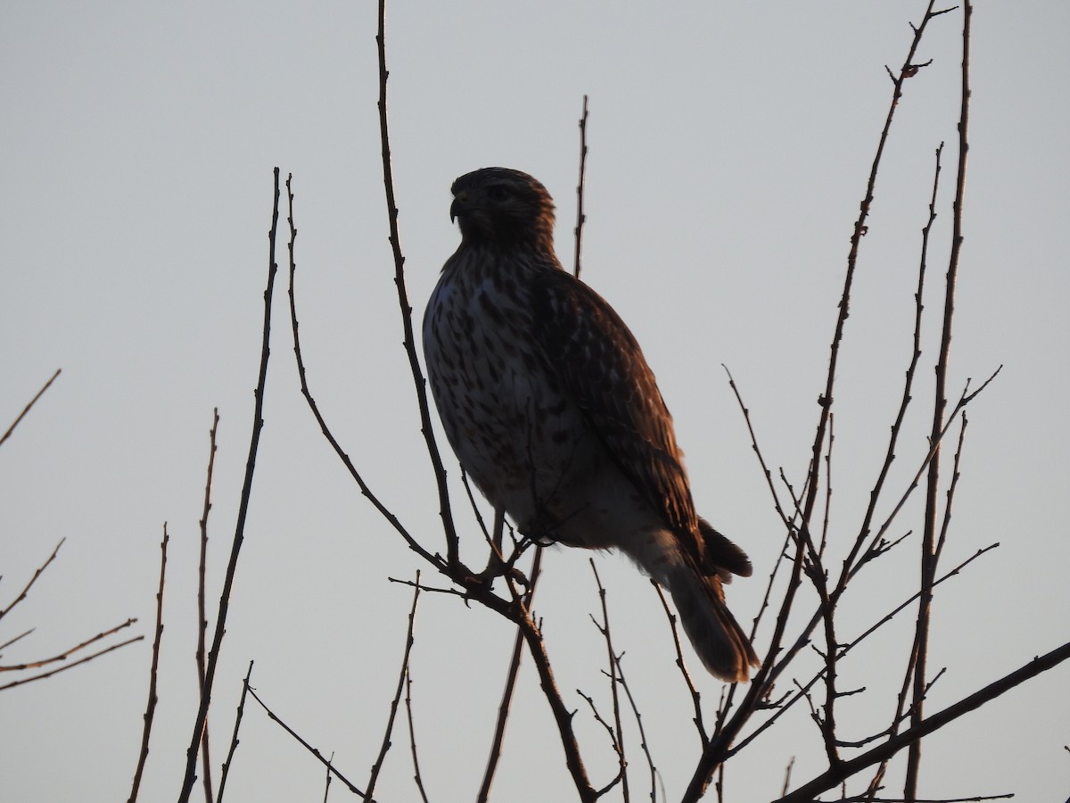דורס יום בלתי-מזוהה (עקב) - ML647140784