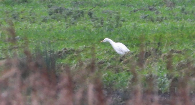 אנפית בקר מערבית - ML647140785