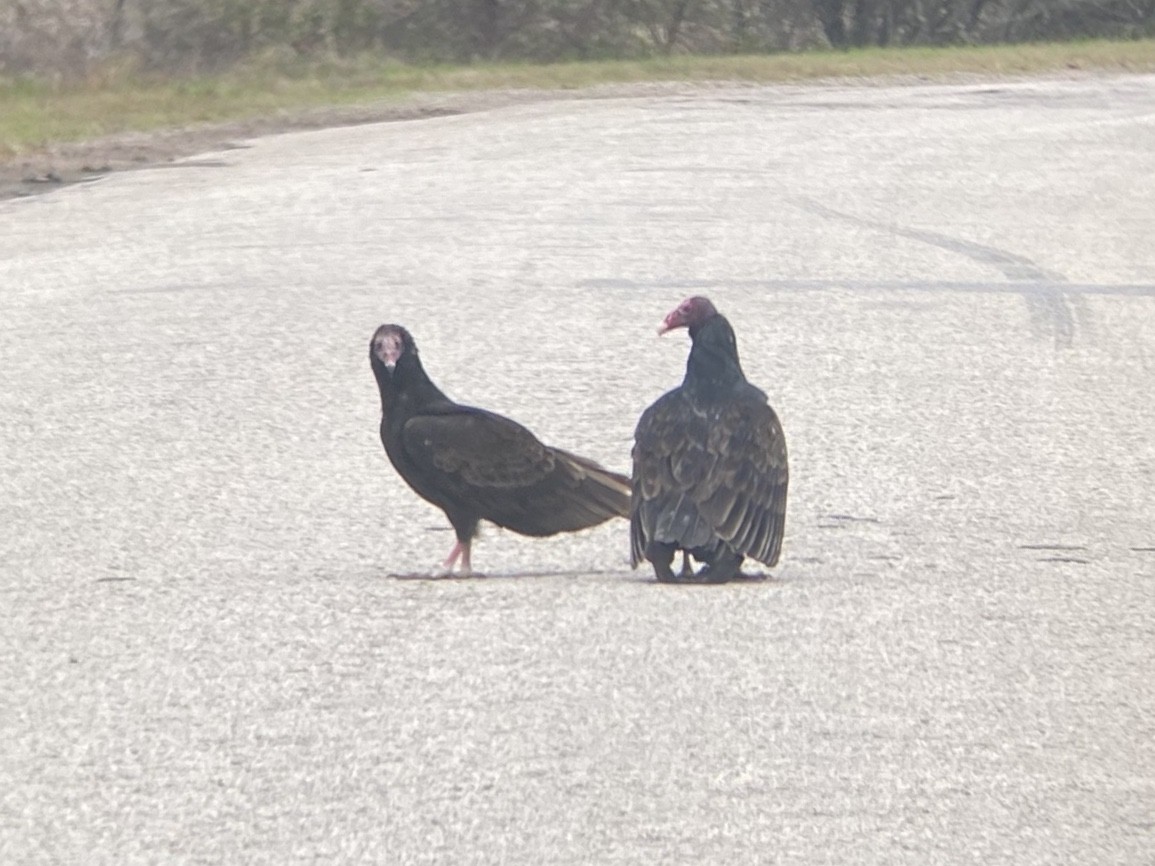 Turkey Vulture - ML647140786