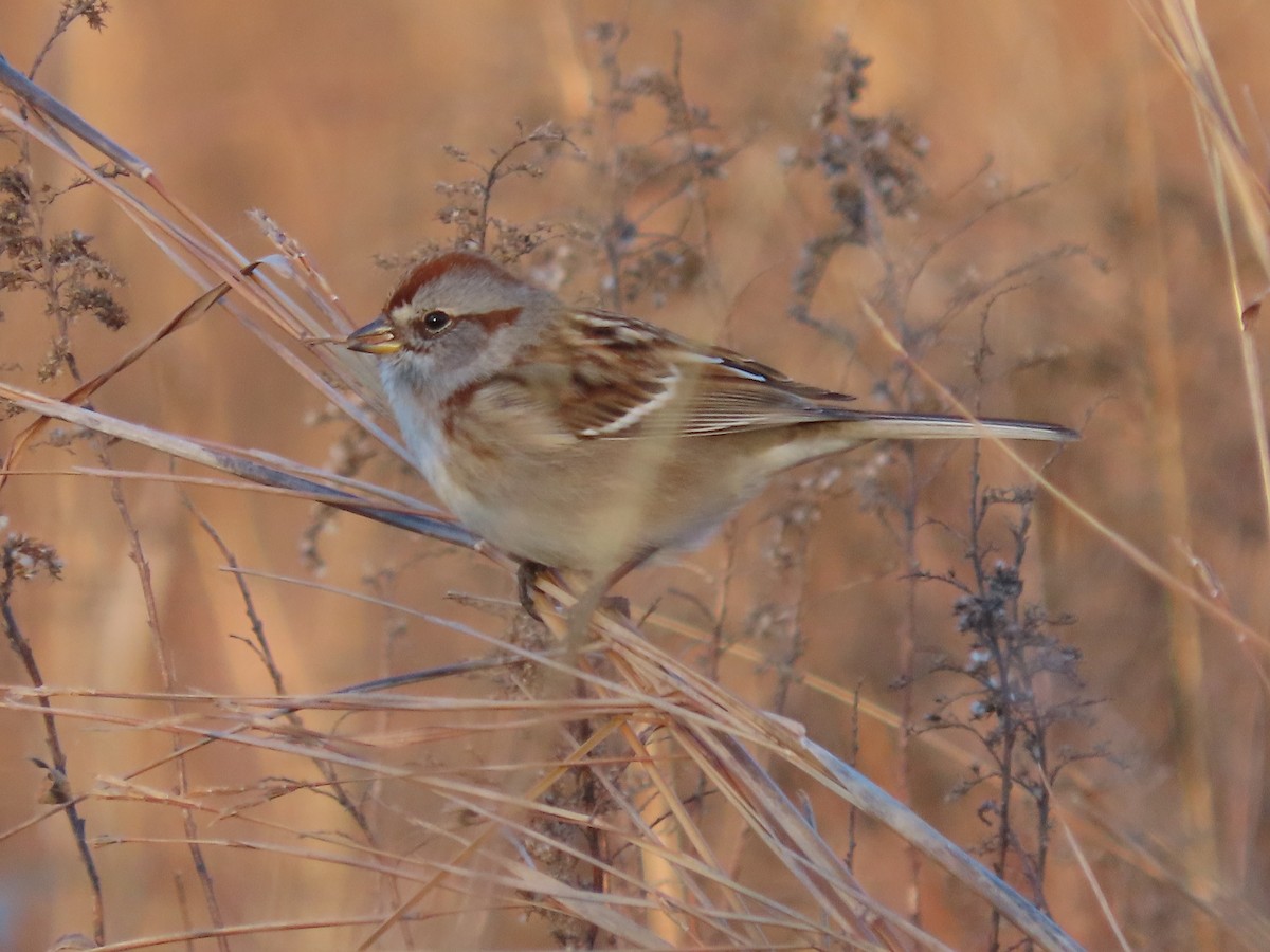 American Tree Sparrow - ML647140787