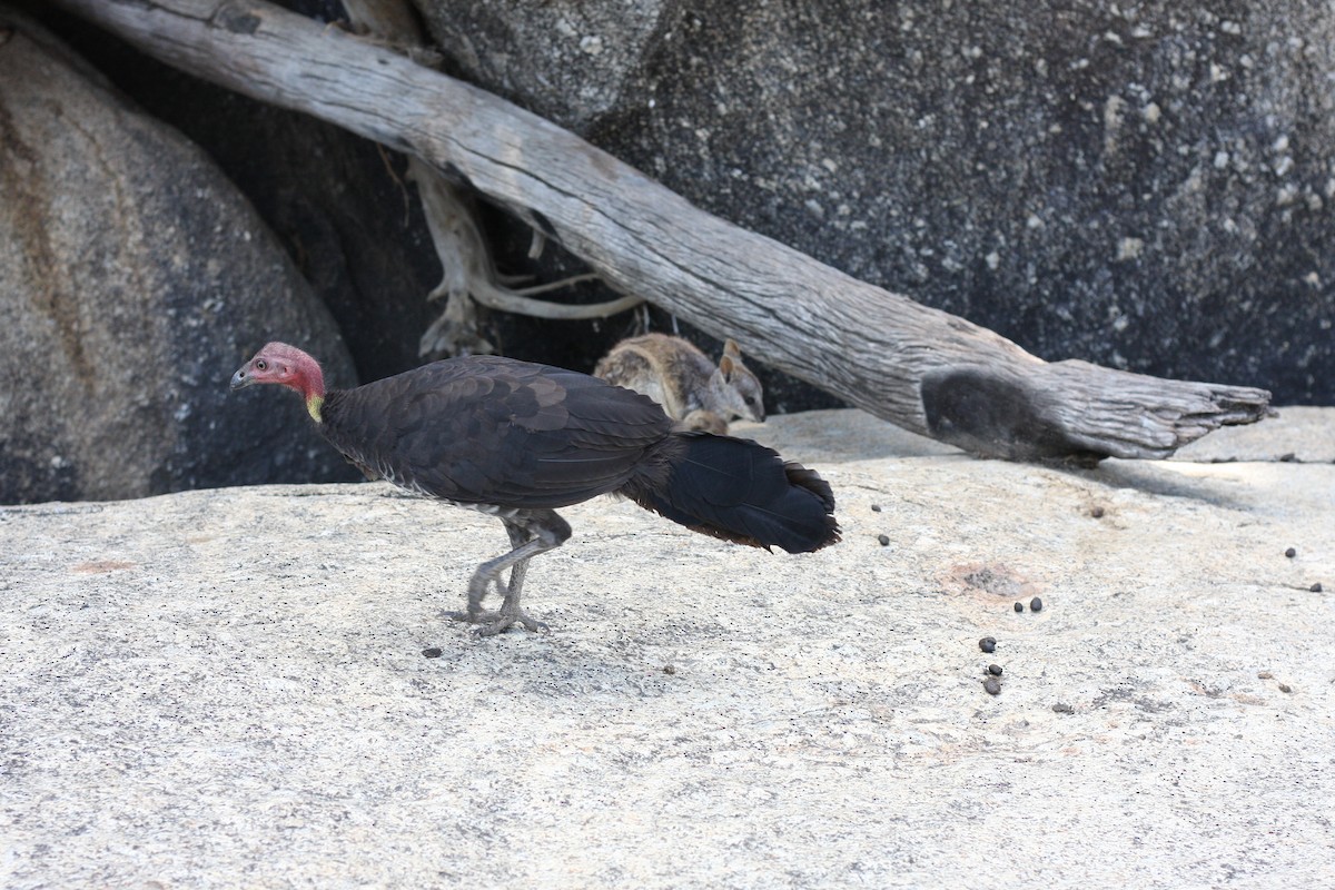 Australian Brushturkey - ML647140795