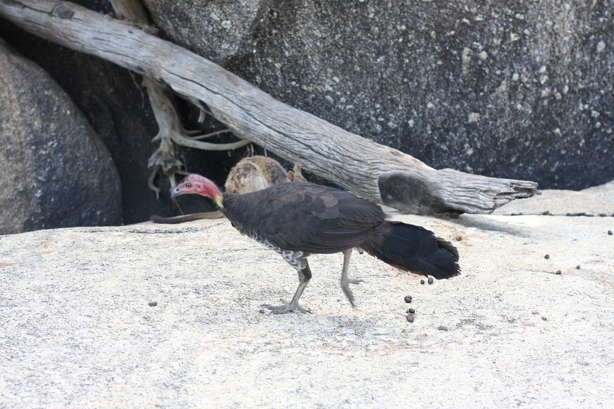 Australian Brushturkey - ML647140796
