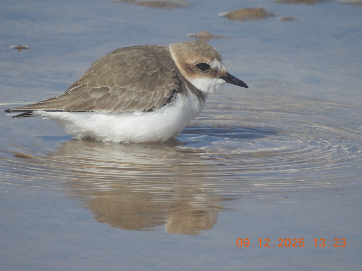 Kentish Plover - ML647140810