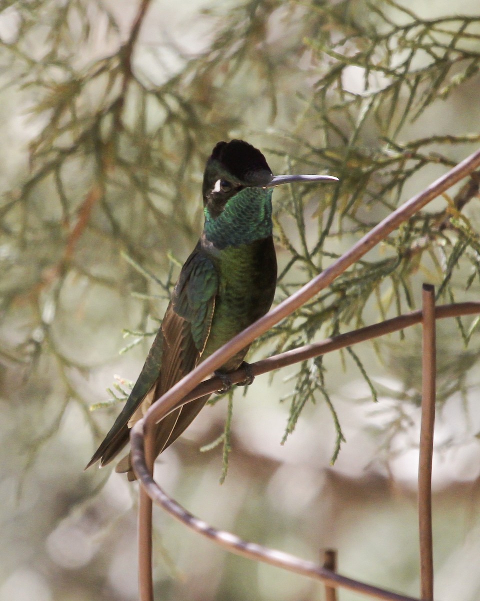 Rivoli's Hummingbird - ML647140819