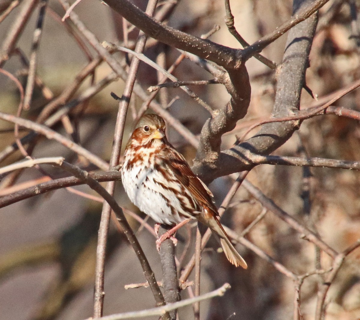 strnadec kaštanový - ML647140828