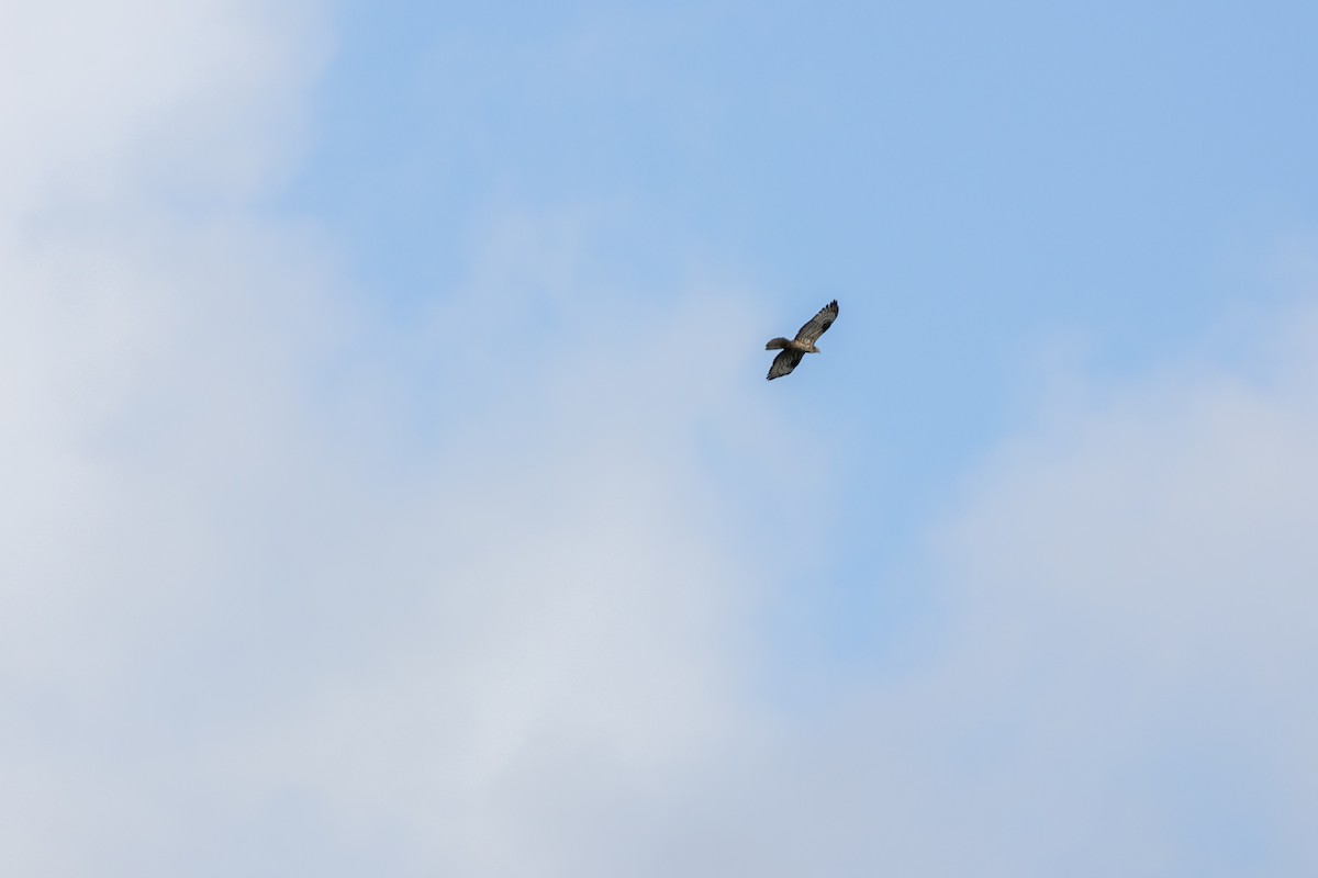 European Honey-buzzard - ML647140829