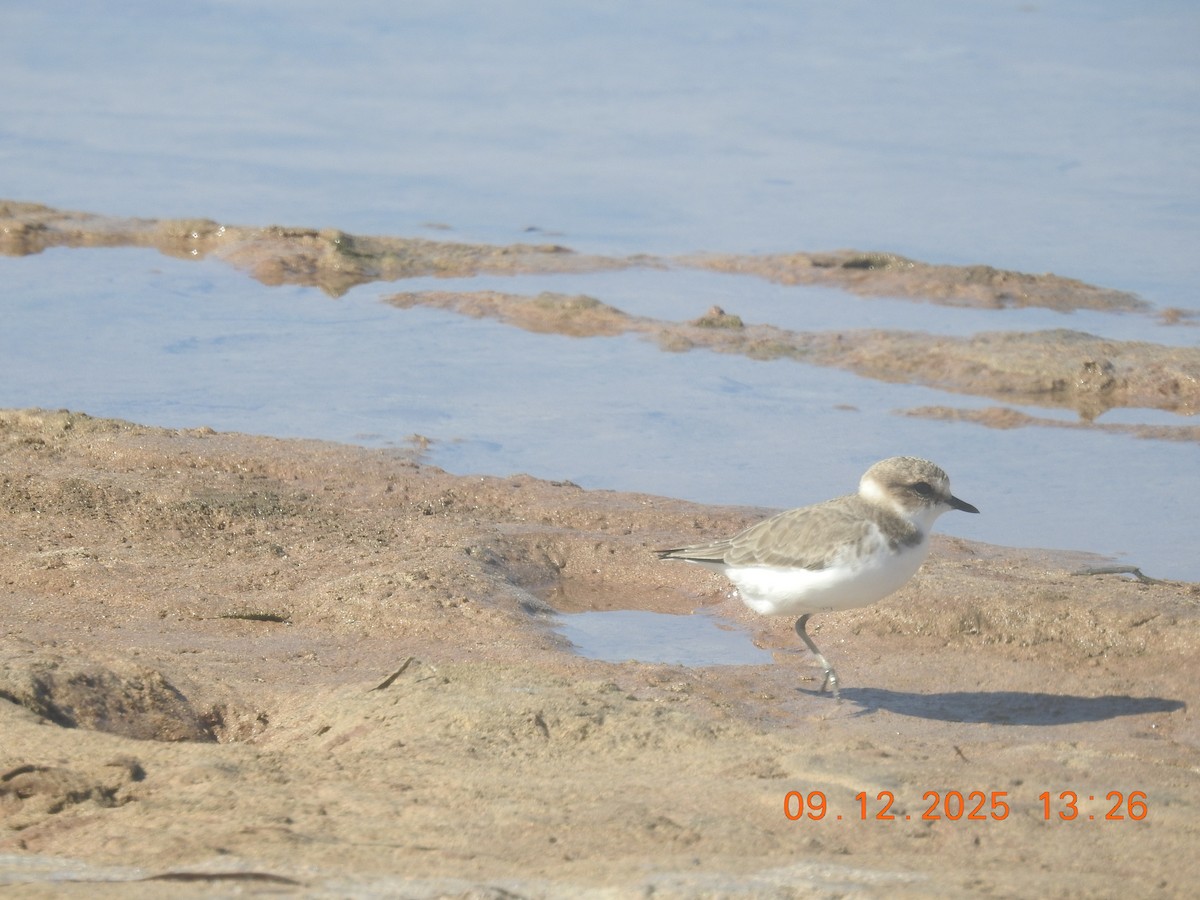 Kentish Plover - ML647140830