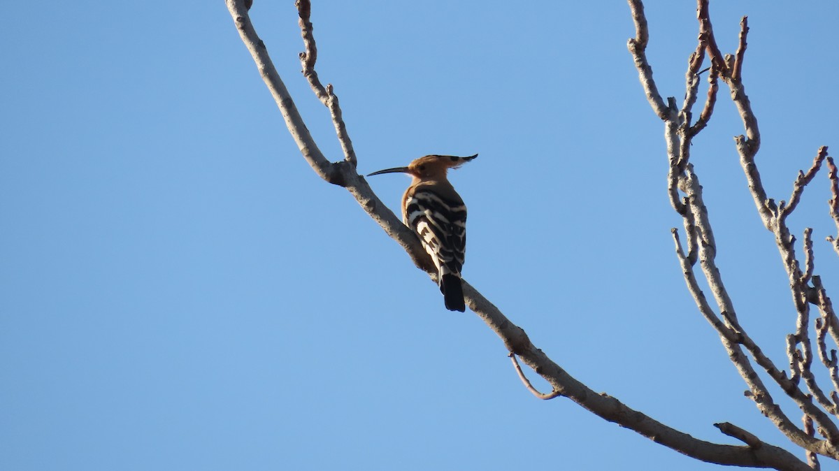 戴勝 - ML647140831