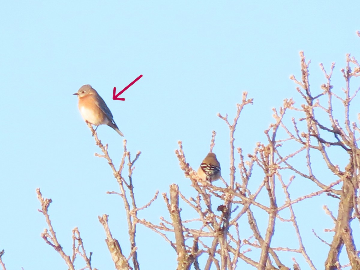 Eastern Bluebird - ML647140842