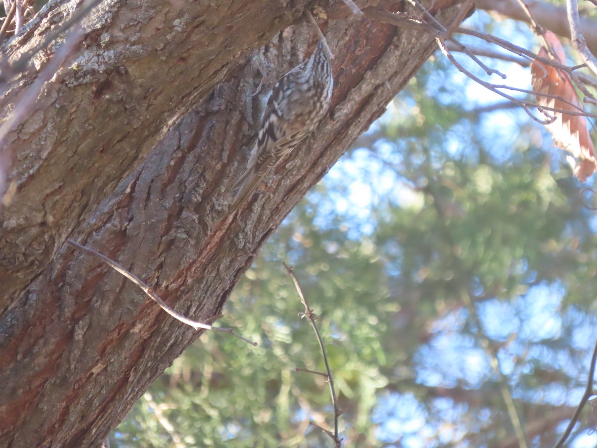 Brown Creeper - ML647140845