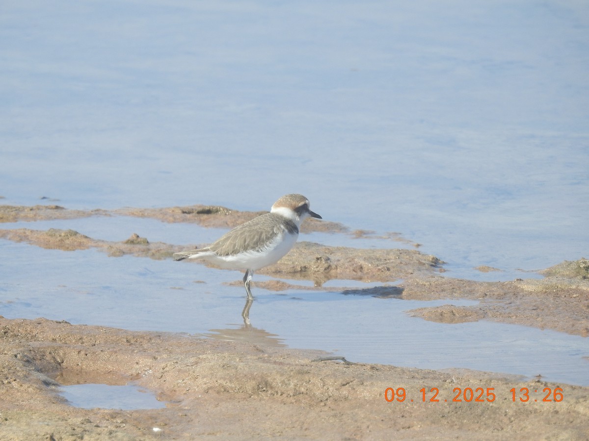 Kentish Plover - ML647140849
