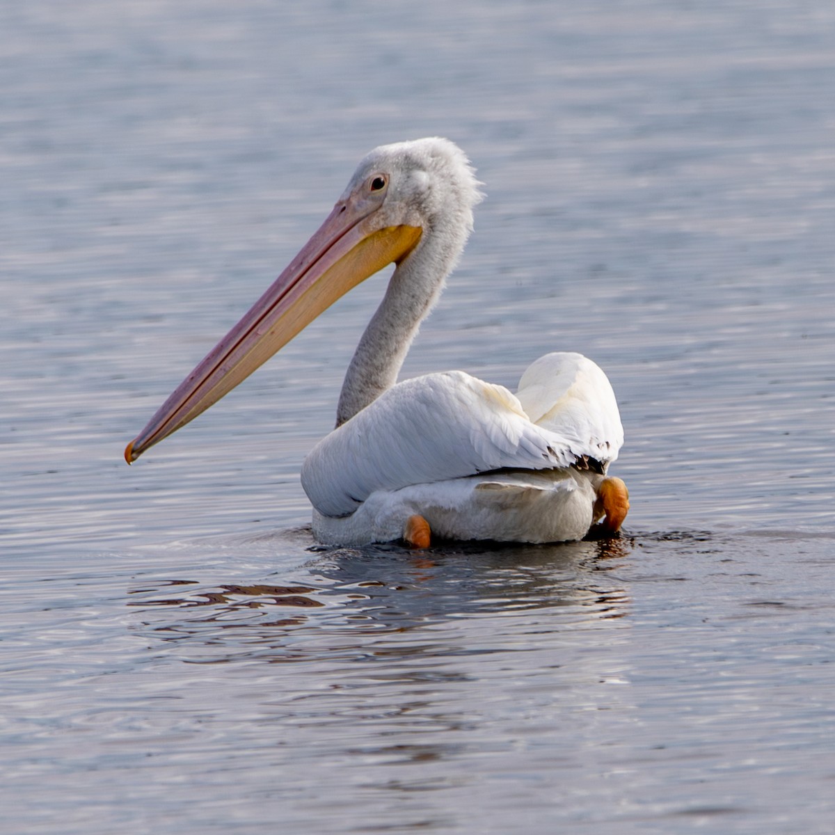 American White Pelican - ML647140855