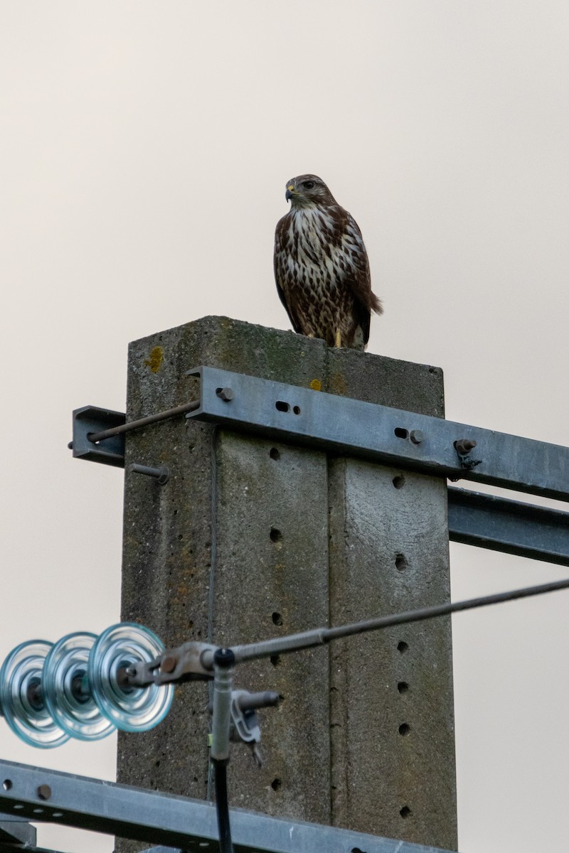 Common Buzzard - ML647140862