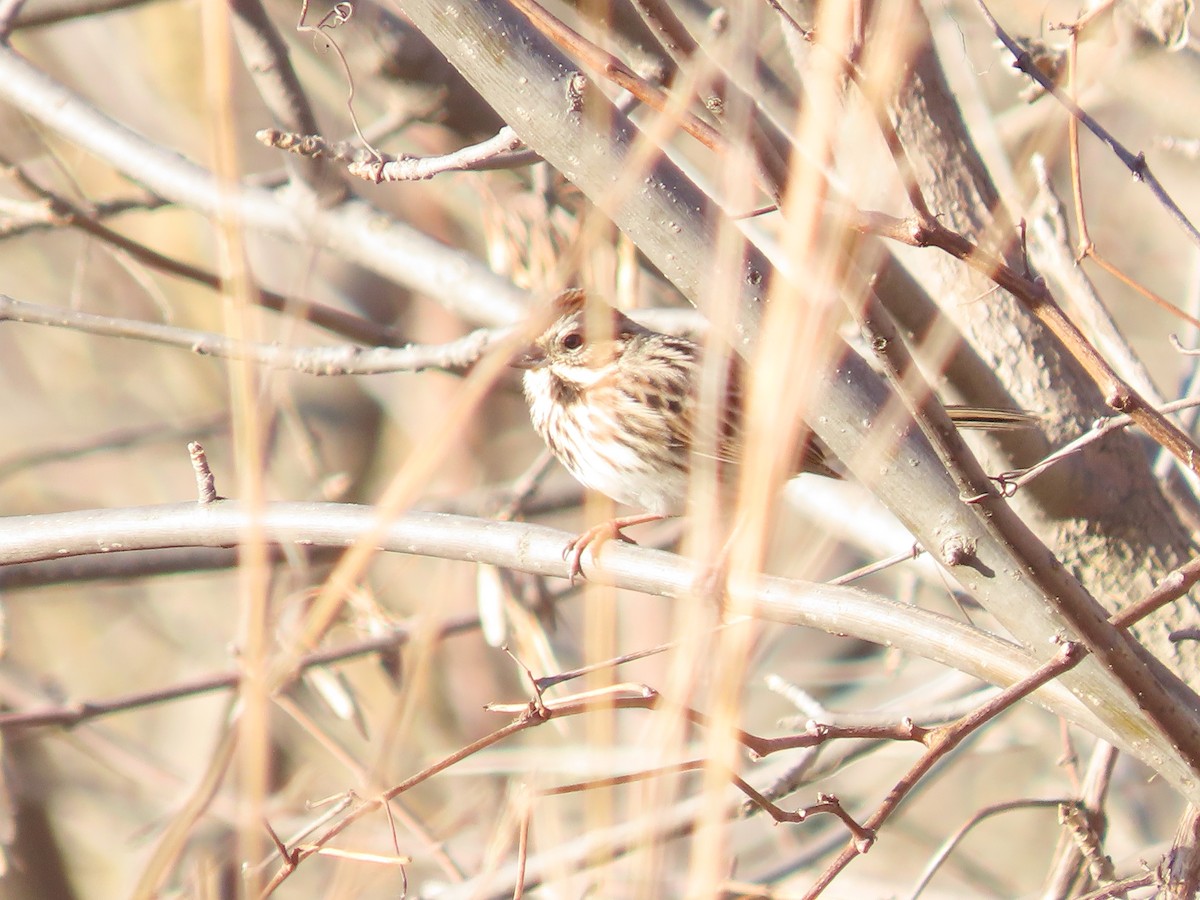Song Sparrow - ML647140864