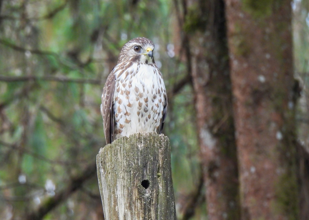 Broad-winged Hawk - ML647140866