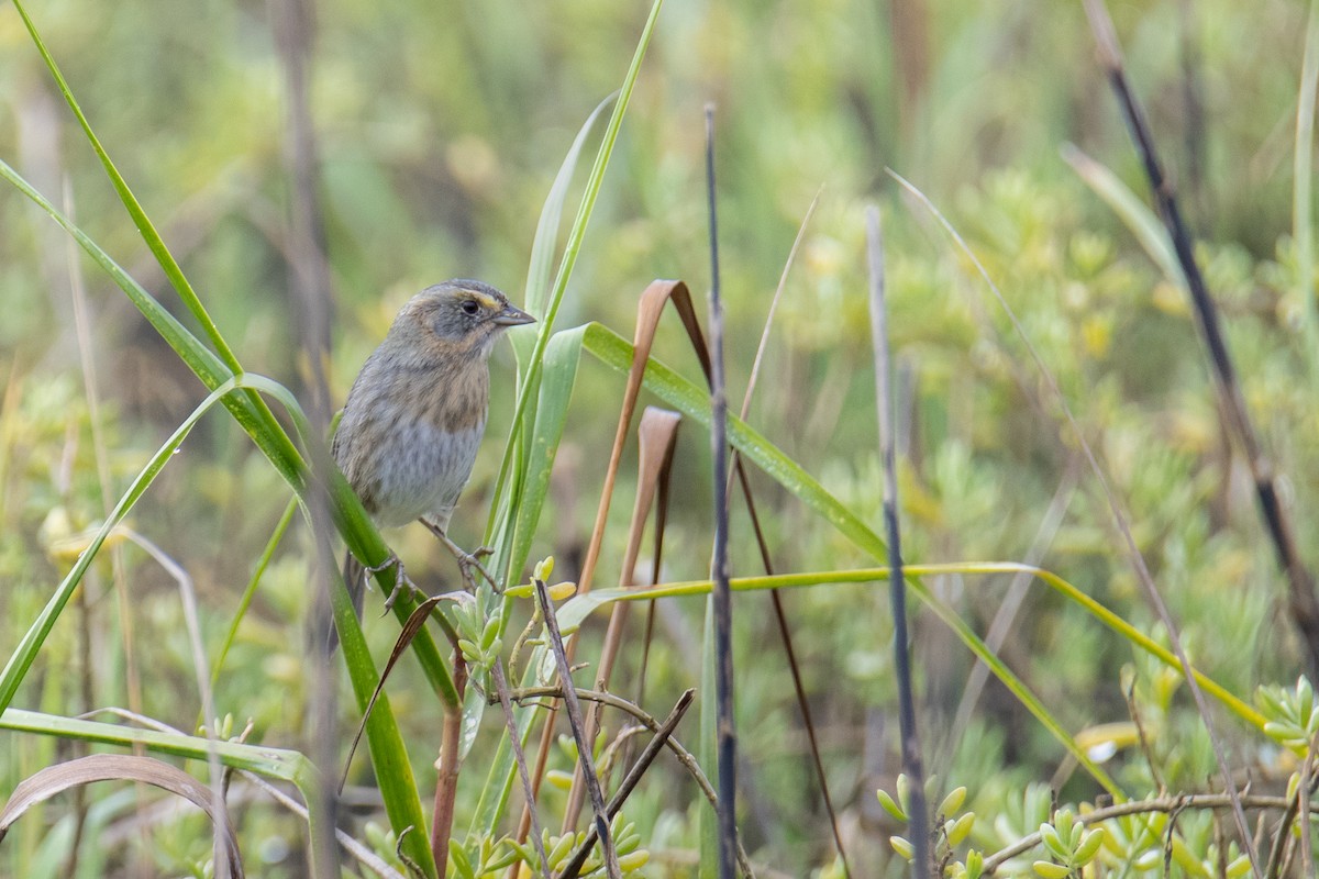 Канадская овсянка-барсучок - ML647140867
