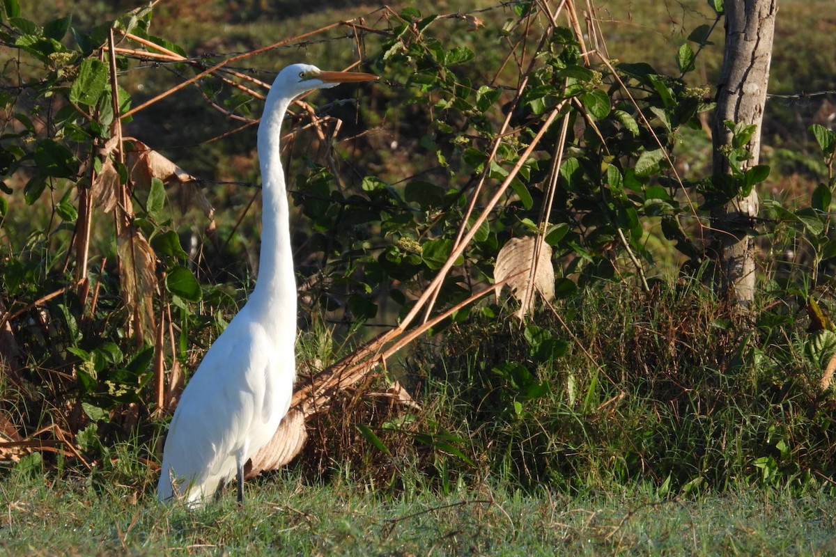 Great Egret - ML647140872