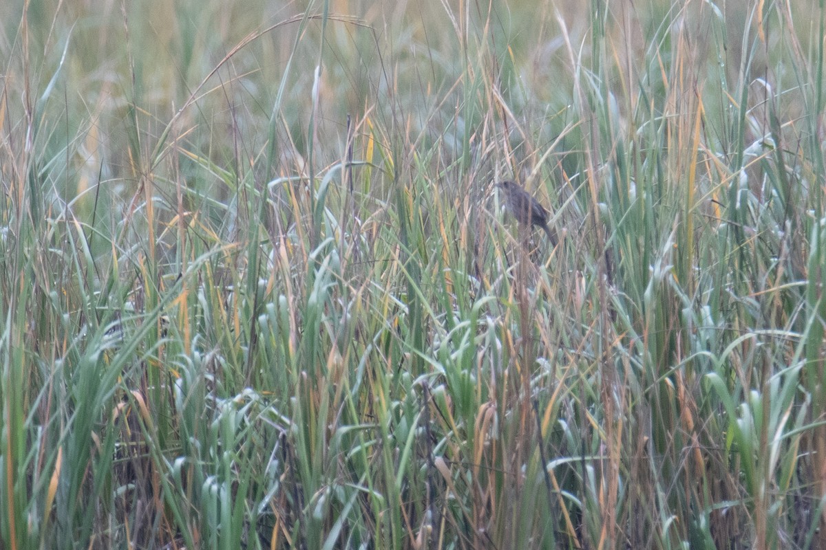 Канадская овсянка-барсучок - ML647140881