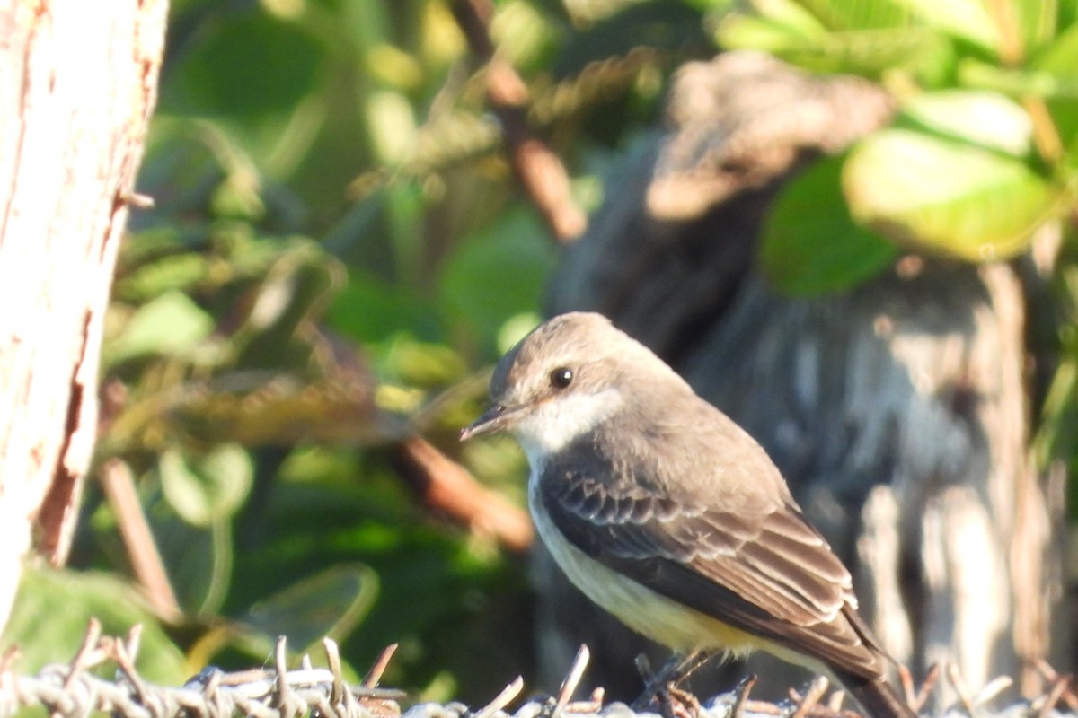 Vermilion Flycatcher - ML647140886