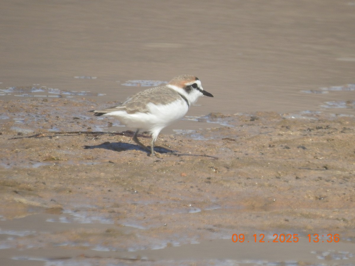 Kentish Plover - ML647140887