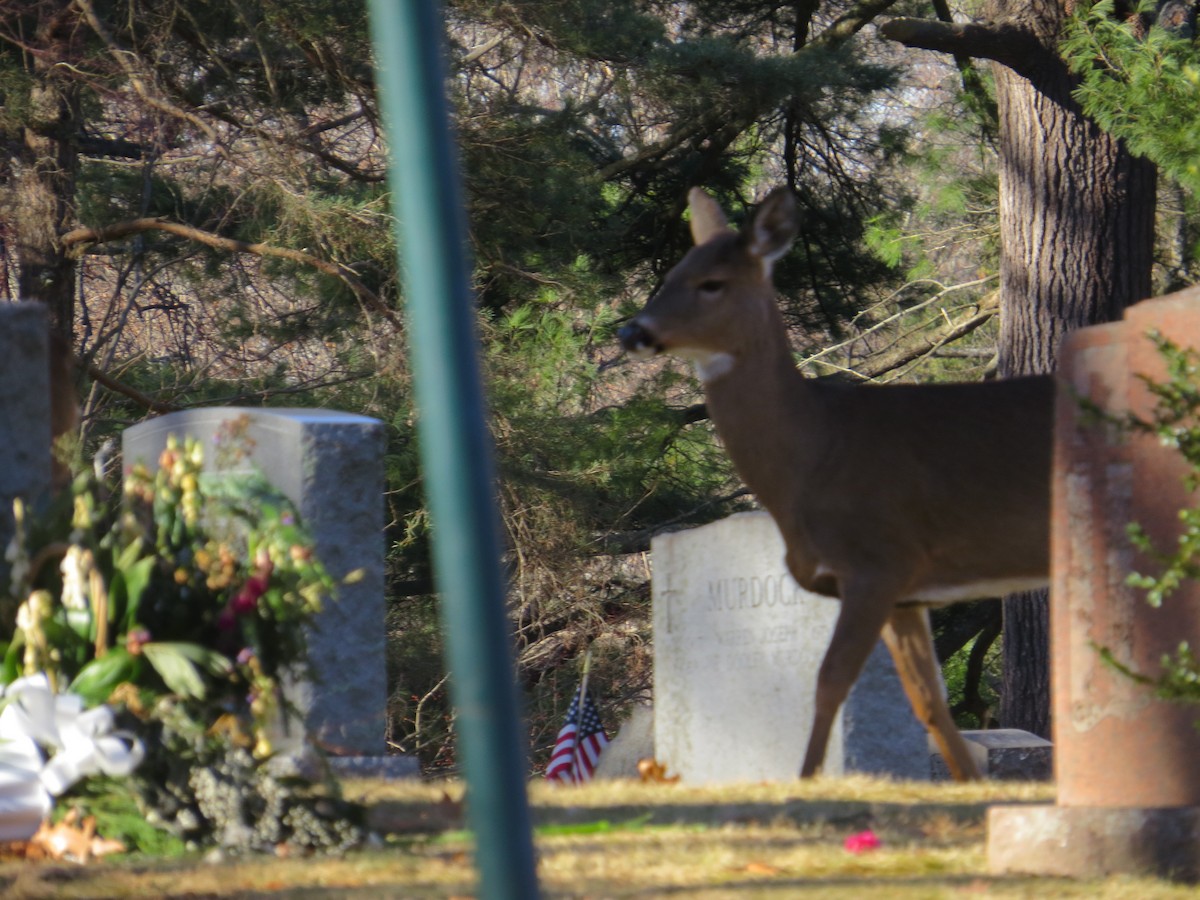 White-tailed Deer - ML647140896