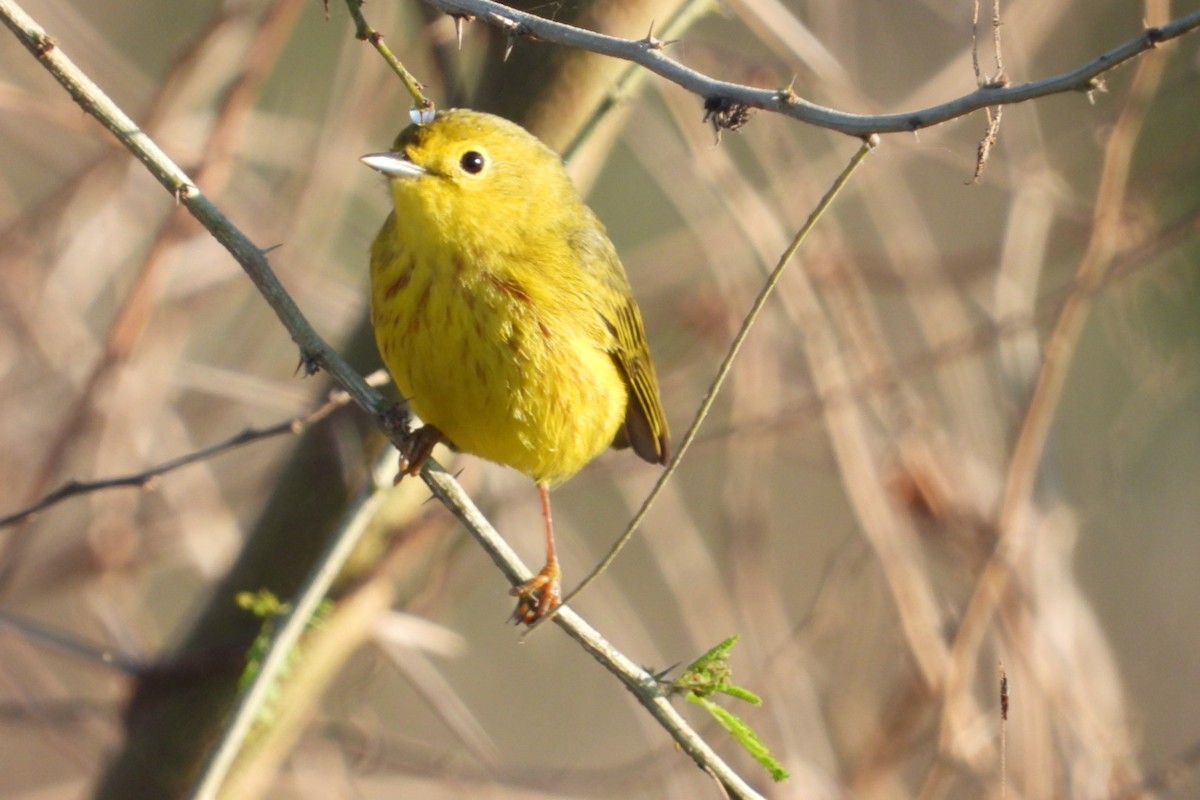 Northern Yellow Warbler - ML647140898