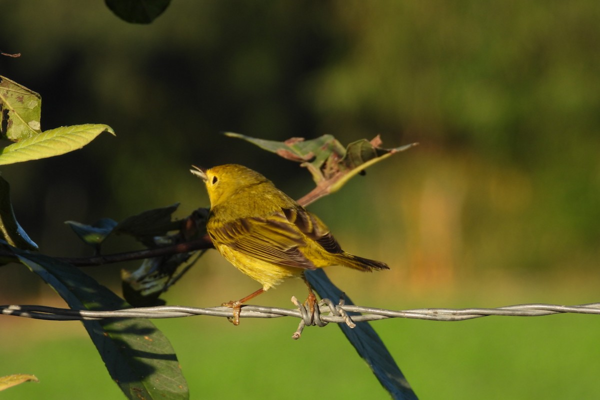 Northern Yellow Warbler - ML647140899