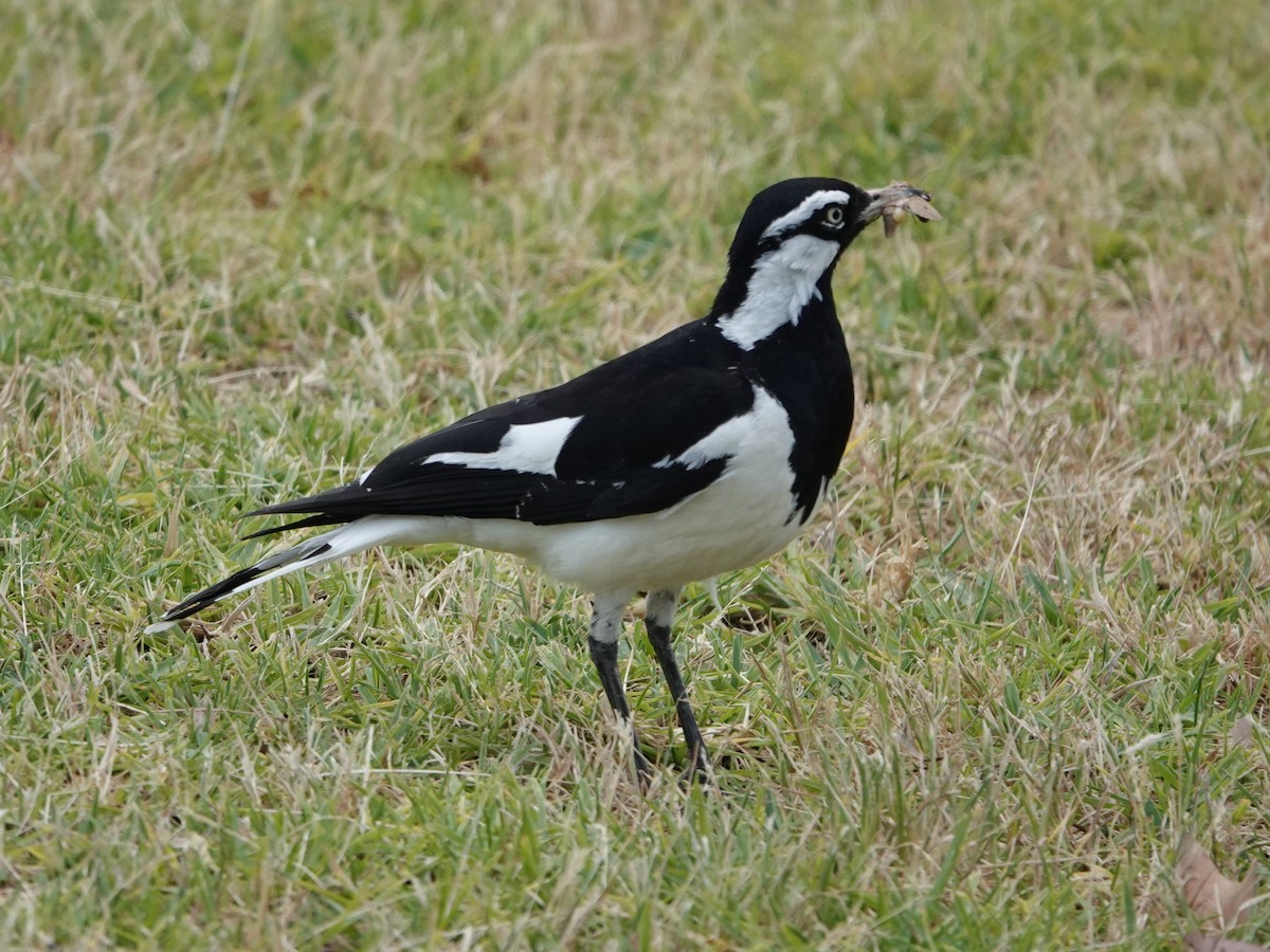 Magpie-lark - ML647140900