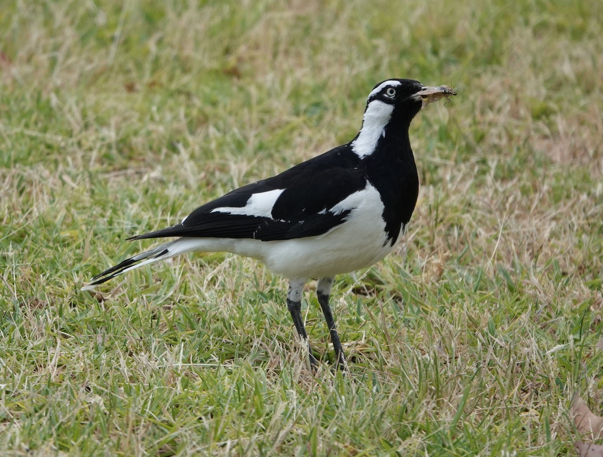 Magpie-lark - ML647140901
