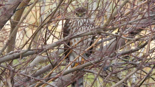 Épervier brun - ML647140904